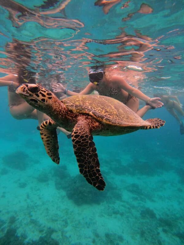 Ultimate Snorkeling Escape to the Wonders of Gili Island - Who Will Enjoy This Tour?