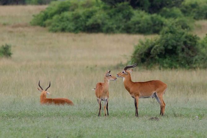 Ultimate Uganda Luxury Safari - 14 Days - Why This Tour Offers Great Value