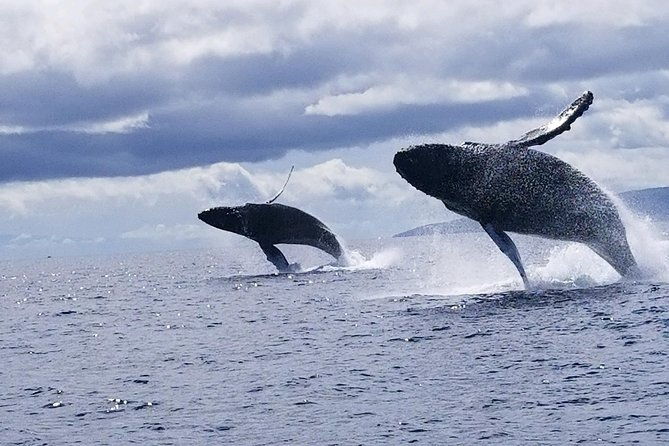 ultimate-whale-watch-2-hour-lahaina-raft-style
