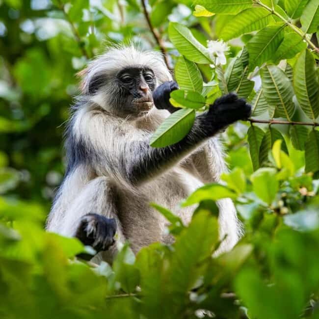 Ultimate Zanzibar: Masingini Zipline and Stone Town Day Tour - FAQ