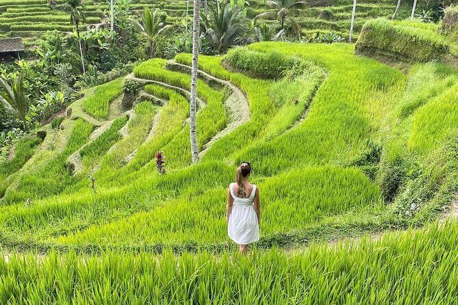 Ulundanu Bratan Temple, Scenic Waterfall & Tanah Lot Sunset Tour - Pricing and Value