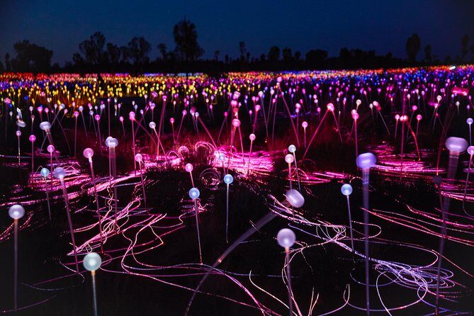 Uluru (Ayers Rock) Field of Light Sunrise Tour - Visiting the Field of Light Installation
