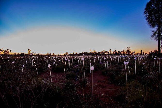 Uluru (Ayers Rock) Field of Light Sunrise Tour - End of the Tour and Return