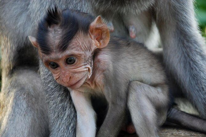 Uluwatu Temple Tour With Eat Pray and Love (EFL) Beach Visit - Key Points