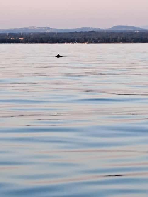 Umag: Snorkeling & dolphin watching morning boat tour - Final Thoughts: Who Should Consider This Tour?