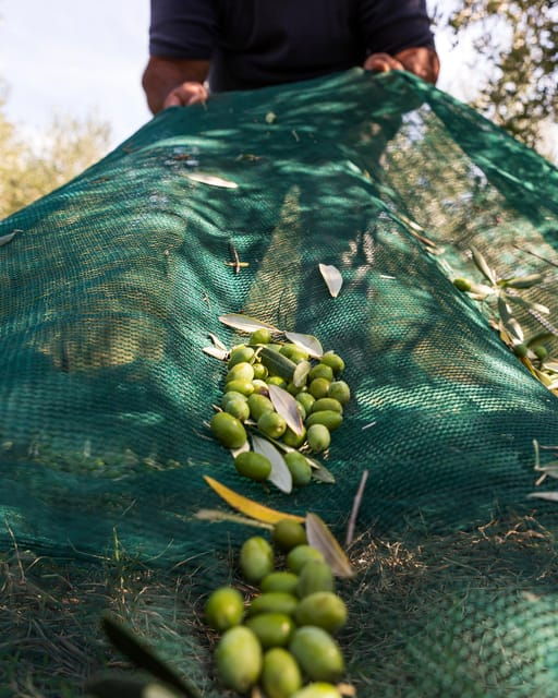 umbria-e-bike-rental-and-fresh-ev-olive-oil-tasting
