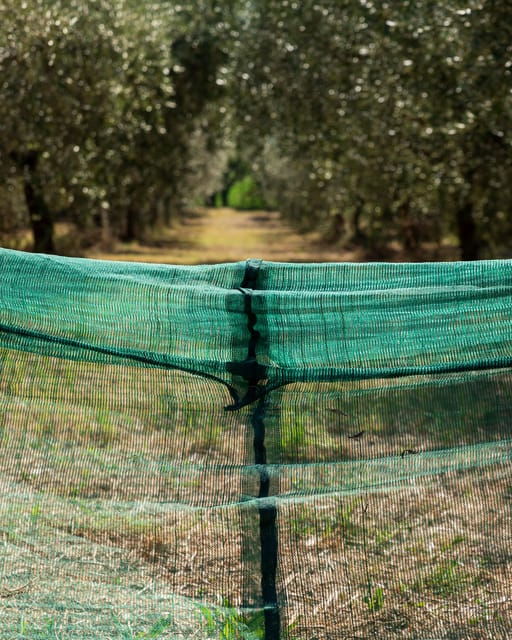 umbria-e-bike-rental-and-fresh-ev-olive-oil-tasting