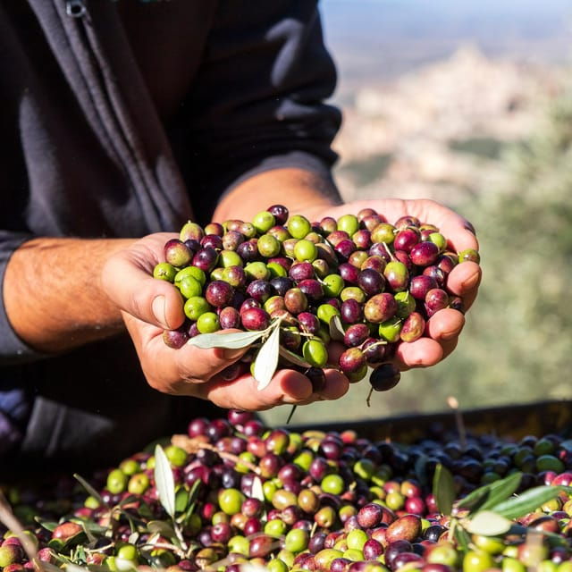 umbria-e-bike-rental-and-fresh-ev-olive-oil-tasting