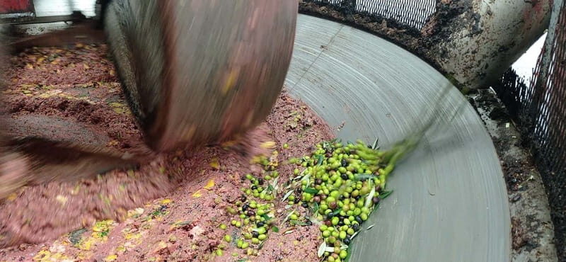 Umbria: guided tour to traditional oil mill + tasting - Key Points