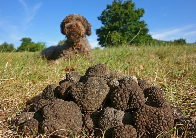 umbria-truffle-hunting-in-the-woods-with-lunch