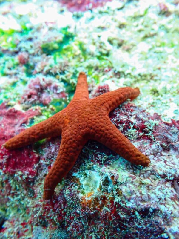 Unawatuna: Rock Island Snorkeling Tour with Equipment - Detailed Review of the Snorkeling Tour Experience