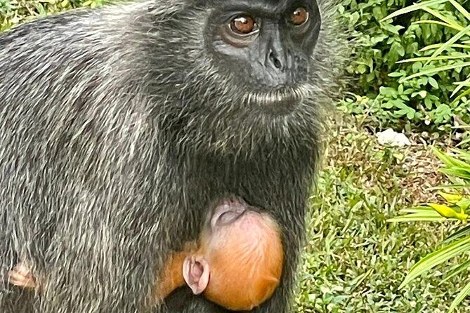 Unbelievable Firefly Kuala Selangor Day Tour - Final Thoughts