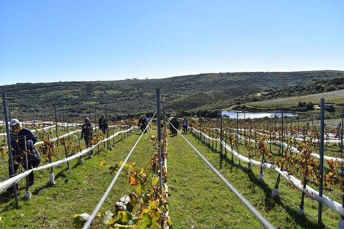 uncover-a-secluded-vineyard-for-lunch