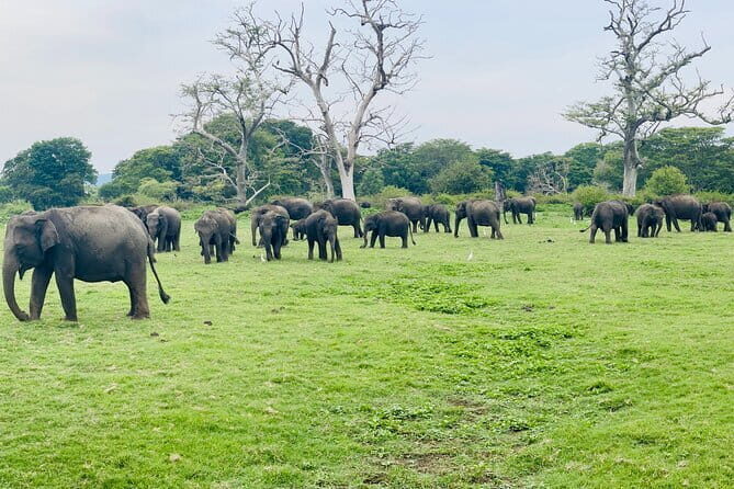 Uncover Sri Lanka for 10 Days Journey Through Culture and Nature - FAQs