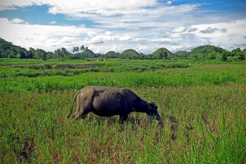 Uncrowded Bohol: Tarsiers, Chocolate Hills & Local Lunch - Final Thoughts