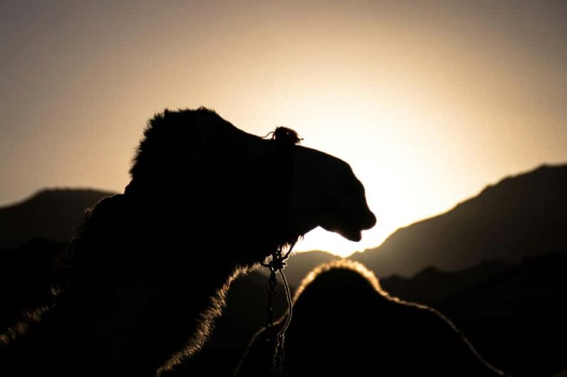 Under the Arabian Stars: Doha Night Desert Safari Adventure - Key Points