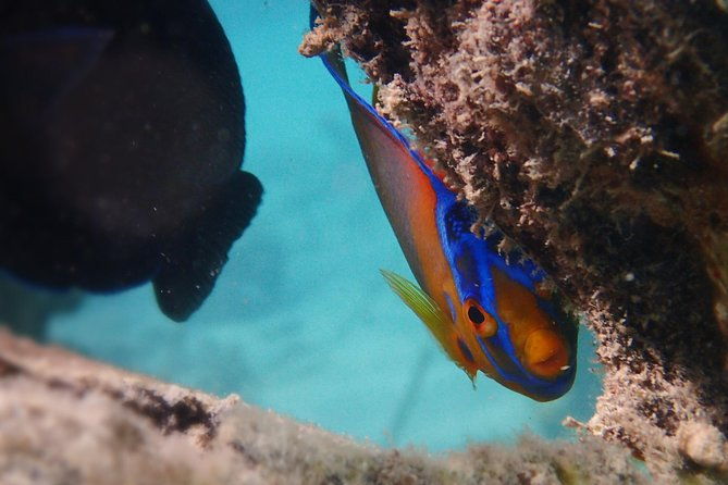 under-the-sea-snorkelingstingray-kayak-power-snorkel-available