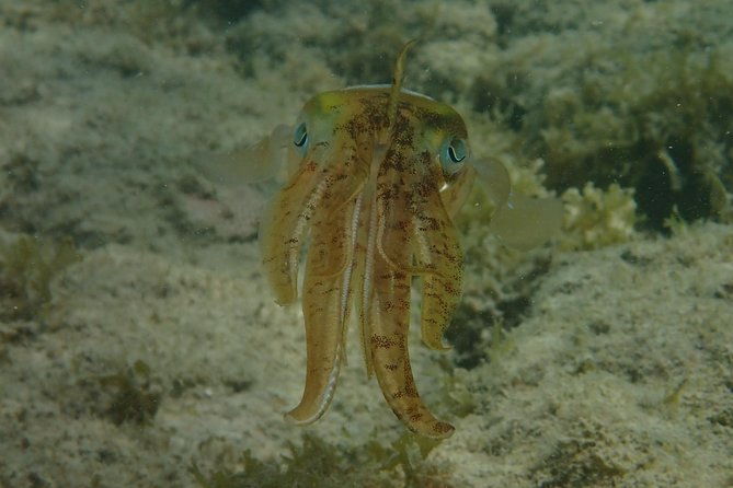 under-the-sea-snorkelingstingray-kayak-power-snorkel-available