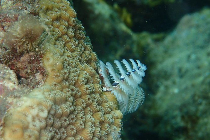 under-the-sea-snorkelingstingray-kayak-power-snorkel-available