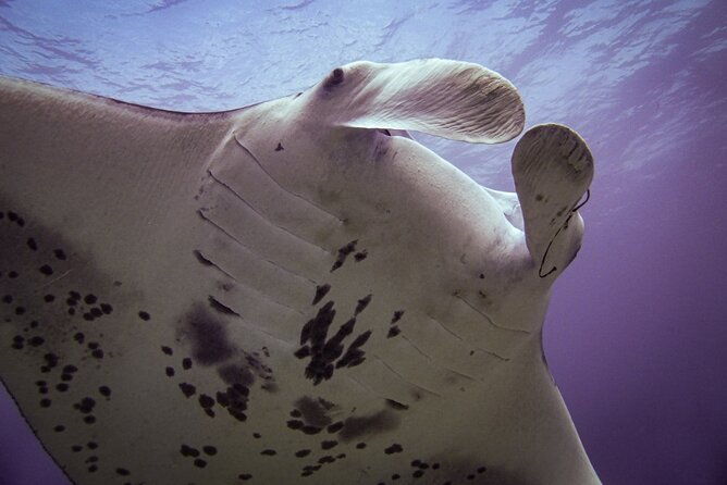 underwater-scooter-dive-certified-divers-only-makena-wailea