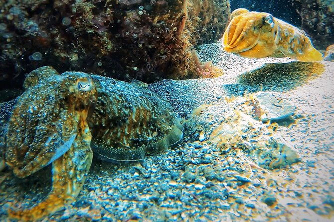 underwater-tenerife-1-on-1-personalized-scuba-diving-adventure-4