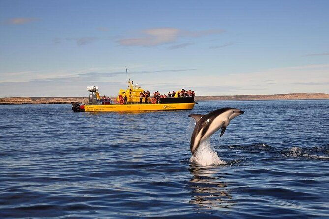 underwater-whale-watching-in-puerto-piramides