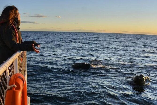 underwater-whale-watching-in-puerto-piramides