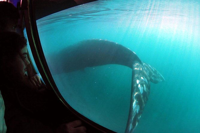 underwater-whale-watching-in-puerto-piramides