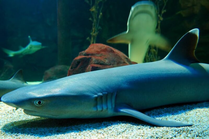 Underwater World Langkawi Admission Ticket - Practical Details and Tips for Visitors