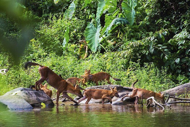 UNESCO World Heritage Site : Khao Yai National Park Tour - FAQ