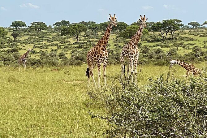 Unforgettable 3 days Murchison falls. - An Overview of What to Expect from the 3-Day Murchison Falls Safari