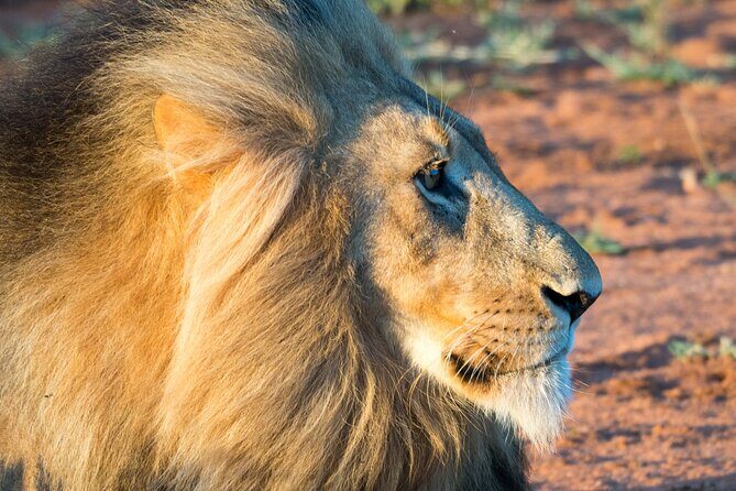 Unforgettable 4 Days Tanzania Private Budget Safari Tour - Who Would Benefit Most?