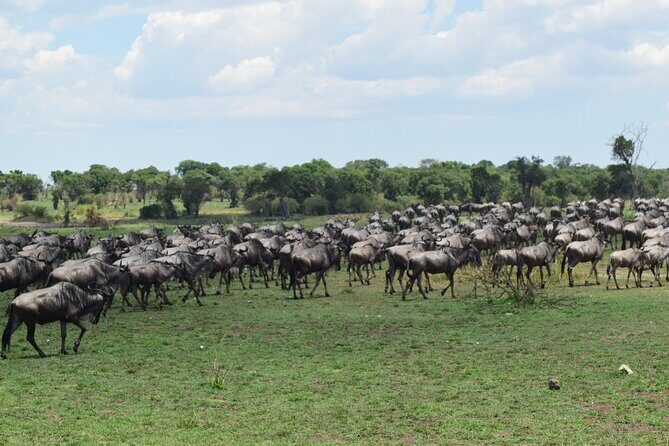 Unforgettable 4 Days Tanzania Private Budget Safari Tour - Final Thoughts: Is This Tour Right for You?