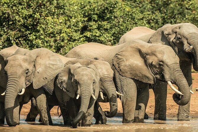 Unforgettable 5 days Tanzania Private Budget Camping safari - Key Points