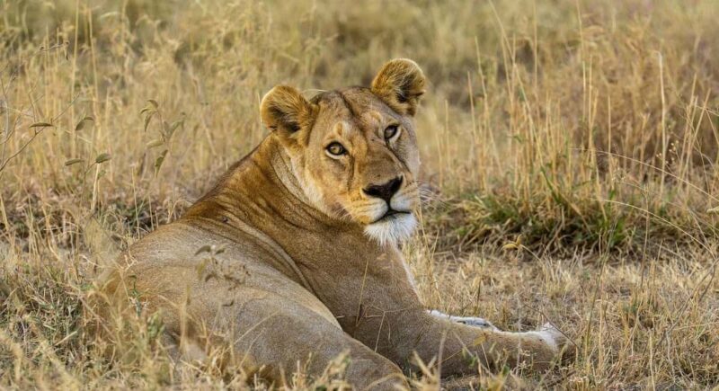 Unforgettable day trip from Zanzibar to Nyerere NP by flight - Key Points