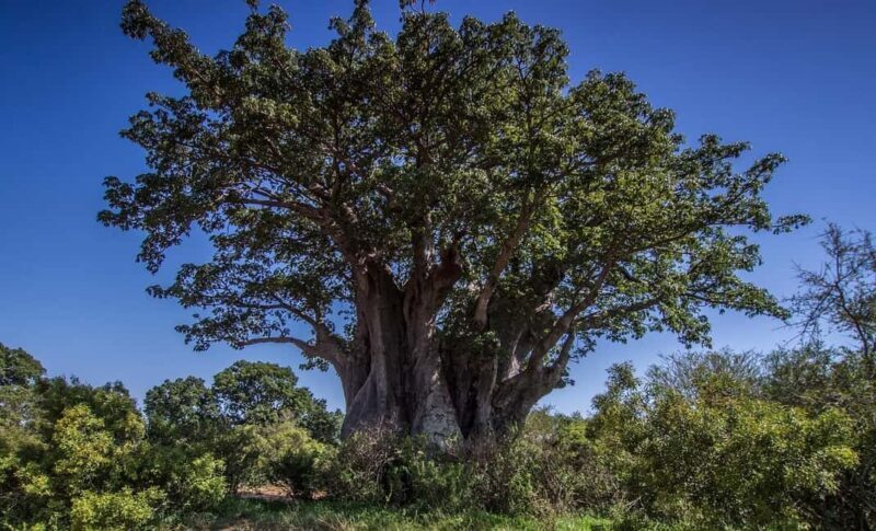 Unforgettable day trip from Zanzibar to Nyerere NP by flight - The Itinerary Breakdown: What You Can Expect