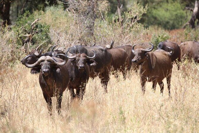 Unforgettable Tanzania Safari And Zanzibar Beach - Who Is This Tour Best For?