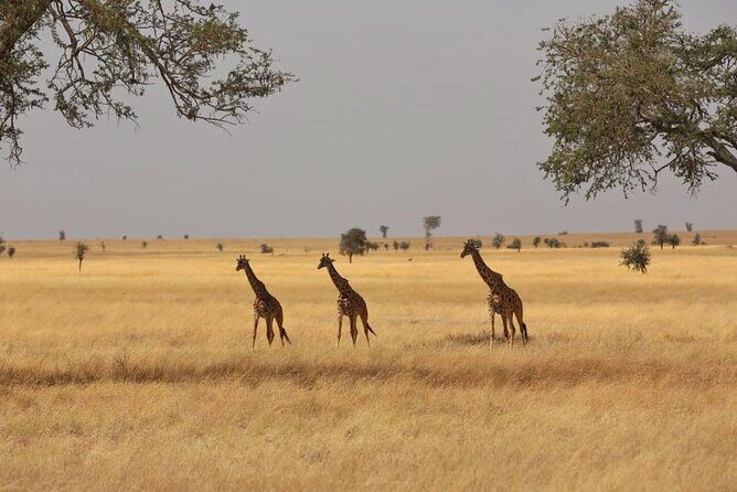 Unforgettable Tanzania Safari And Zanzibar Beach - FAQ