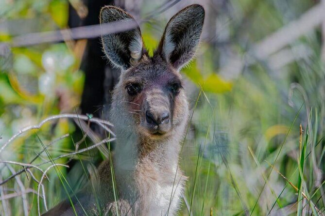 Unique and Personal BushTracks Eco Tour in Agnes Water 1770 - Who Will Love This Tour?