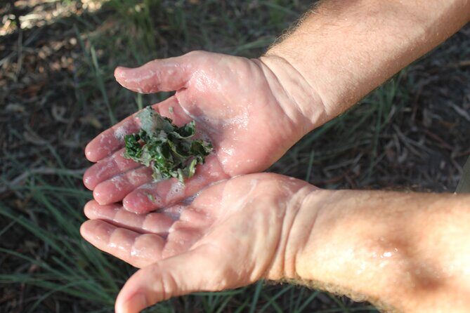 Unique and Personal BushTracks Eco Tour in Agnes Water 1770 - FAQ