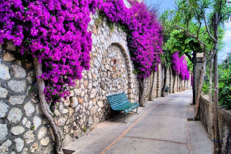 unique-beauty-and-heritage-capri-walking-tour-2