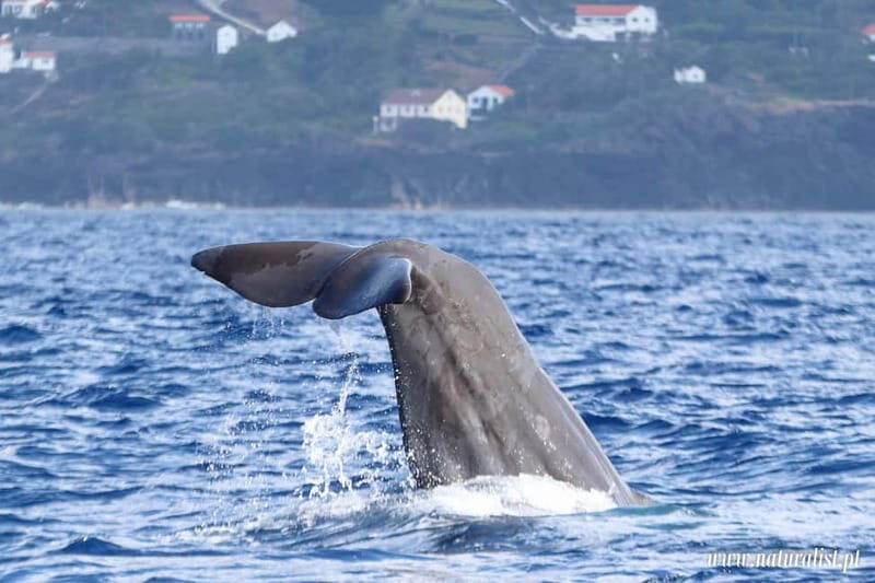 UNIQUE FAIAL | Whales & Volcanoes | 2 Half Days - Final Thoughts