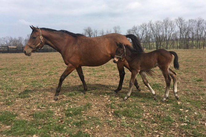 unique-horse-farm-tours-with-insider-access-to-private-farms