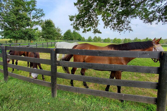 unique-horse-farm-tours-with-insider-access-to-private-farms