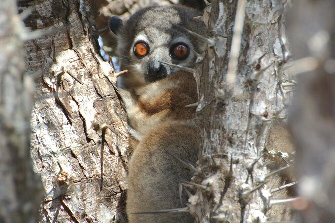 Unique Madagascar - An Overview of the Madagascar Experience