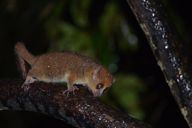 Unique Madagascar - Why Choose This Tour?