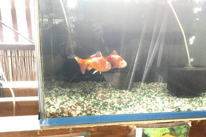 unique-one-day-goldfish-experience-in-yamato-koriyama