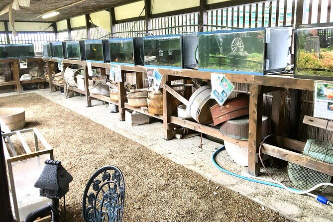 unique-one-day-goldfish-experience-in-yamato-koriyama