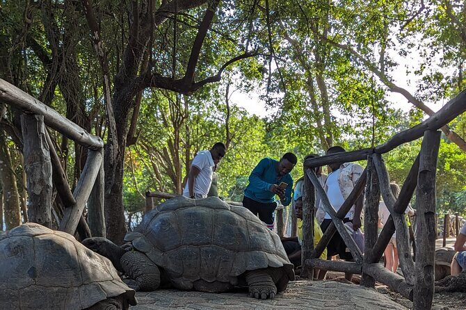 Unique private Stone Town tour & Prison Island tour in Zanzibar - Transportation, Timing, and Overall Experience