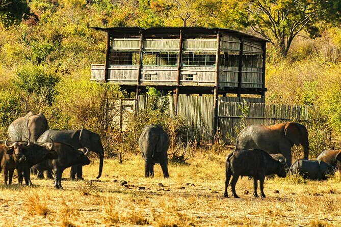 Unique Safari Game Drives in Zambezi National Park, 4 Options - What to Expect from the Safari Game Drive Experience